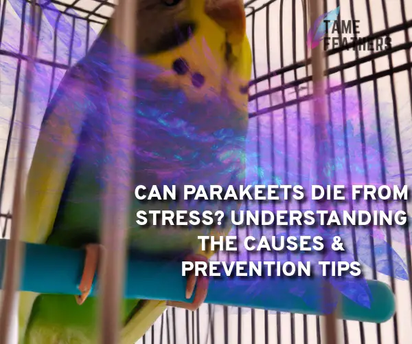 can parakeets die from stress