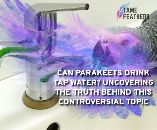 can parakeets drink tap water