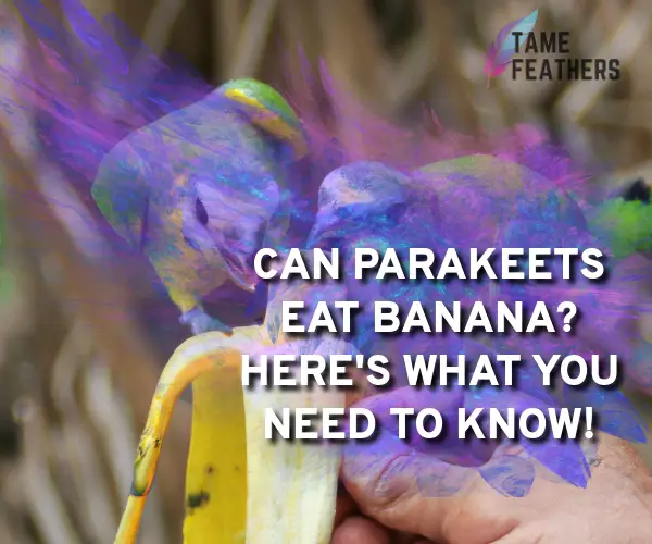 can parakeets eat banana