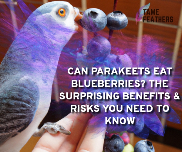 can parakeets eat blueberries