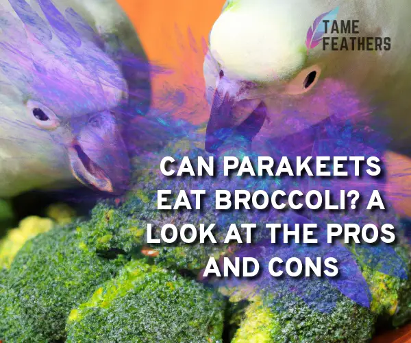 can parakeets eat broccoli