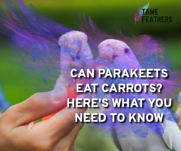 can parakeets eat carrots