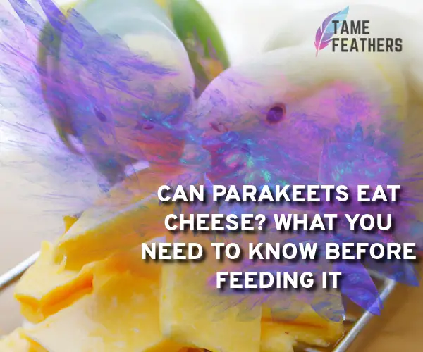 can parakeets eat cheese