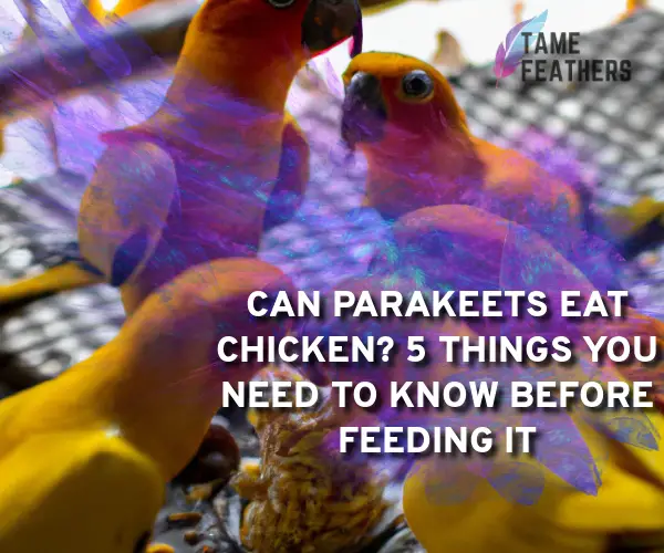 can parakeets eat chicken
