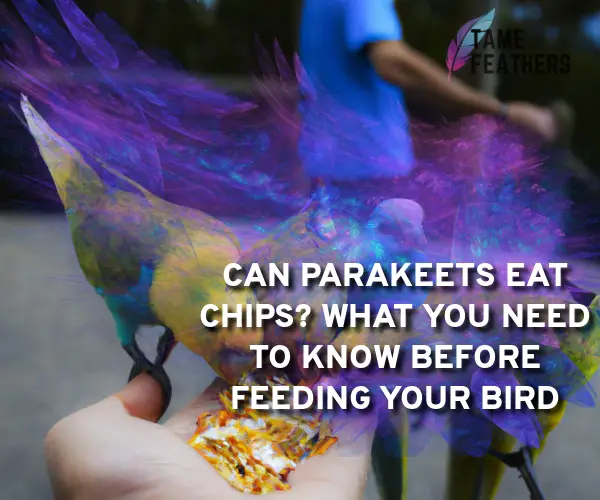 can parakeets eat chips