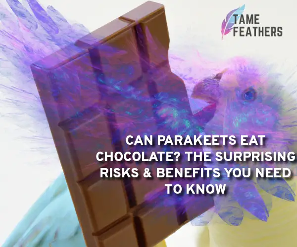 can parakeets eat chocolate