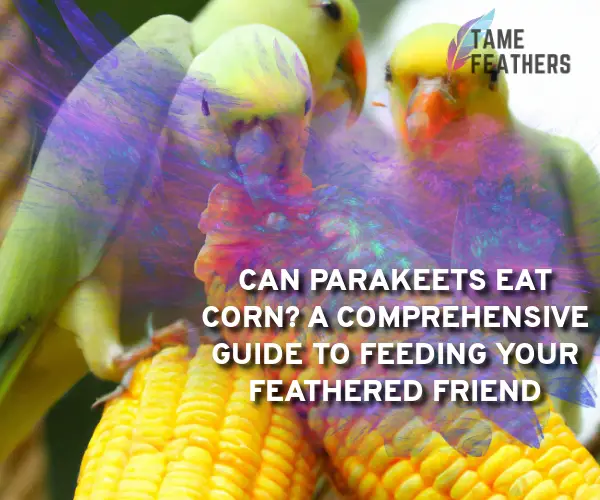can parakeets eat corn