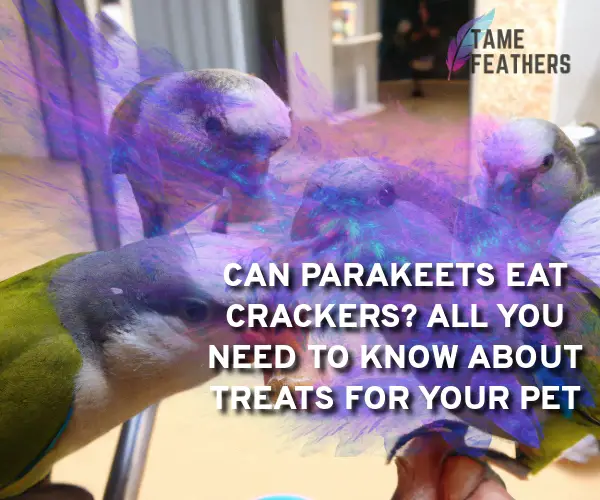 can parakeets eat crackers