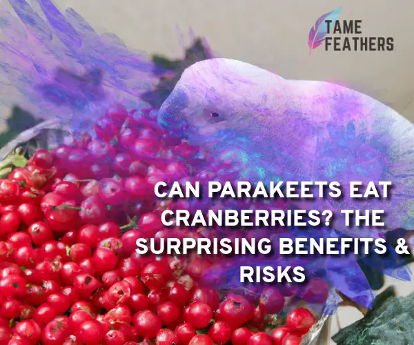 can parakeets eat cranberries