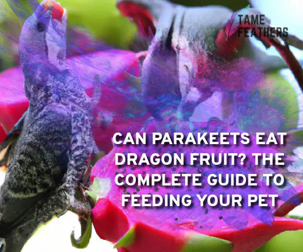 can parakeets eat dragon fruit