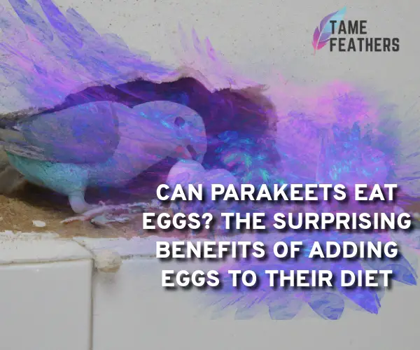 can parakeets eat eggs