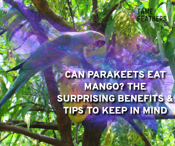 can parakeets eat mango
