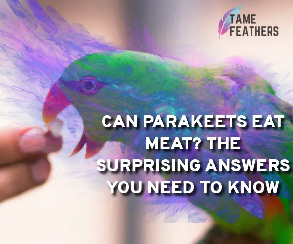 can parakeets eat meat