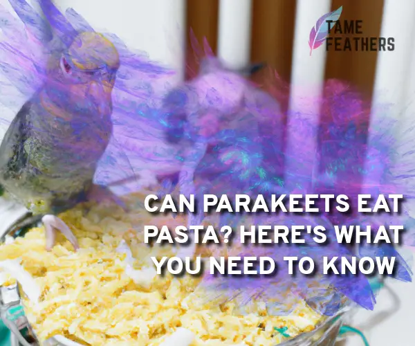 can parakeets eat pasta