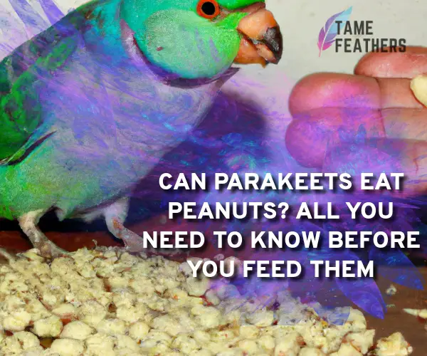 can parakeets eat peanuts