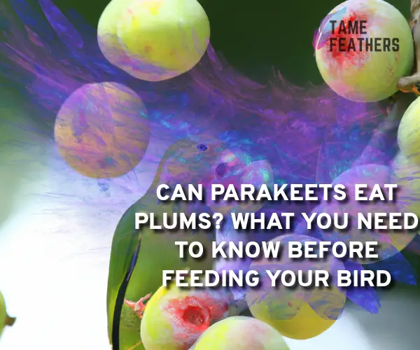can parakeets eat plums
