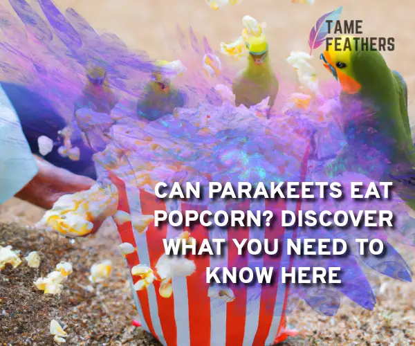 can parakeets eat popcorn