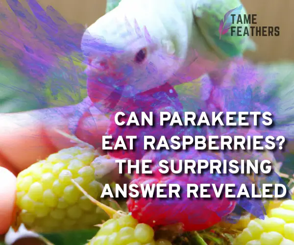 can parakeets eat raspberries