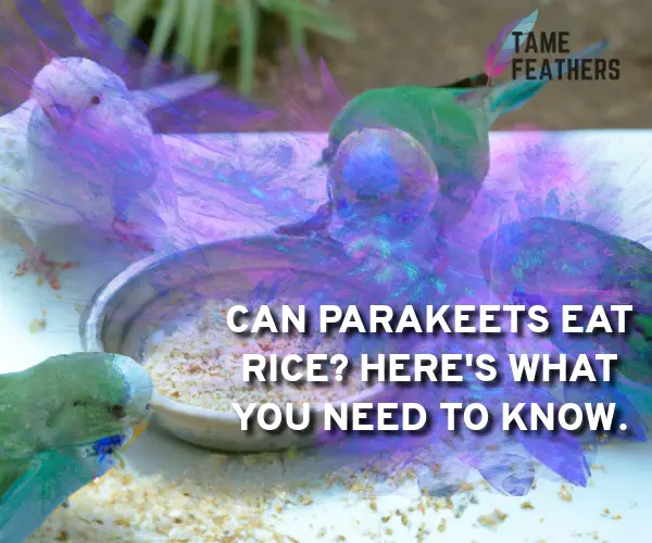 can parakeets eat rice