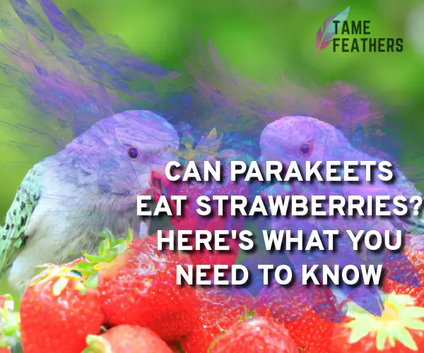 can parakeets eat strawberries