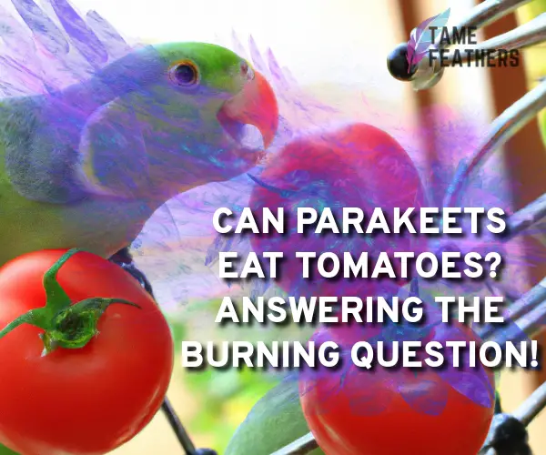 can parakeets eat tomatoes