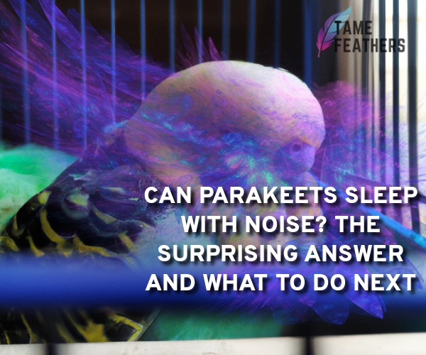 can parakeets sleep with noise