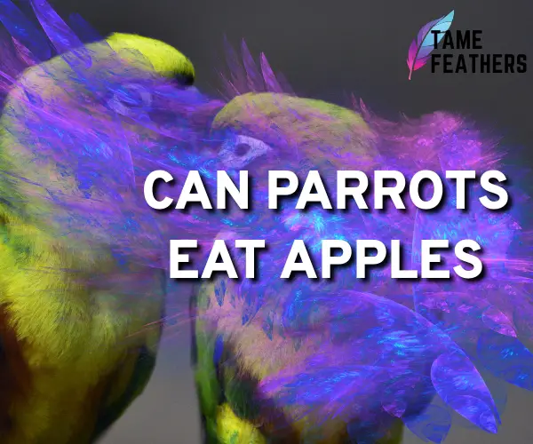 can parrots eat apples