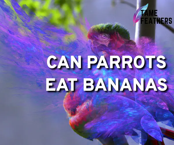 can parrots eat bananas