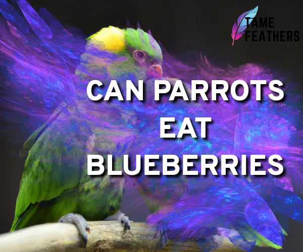 can parrots eat blueberries
