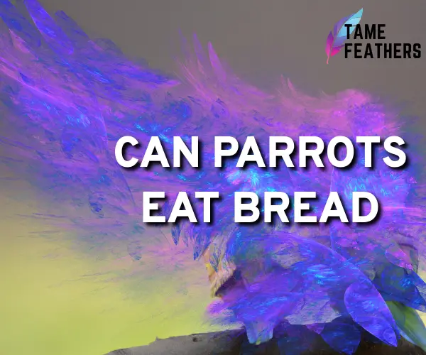 can parrots eat bread