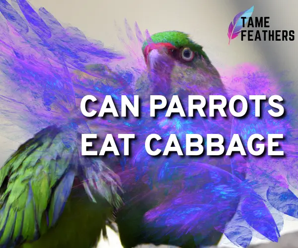 can parrots eat cabbage
