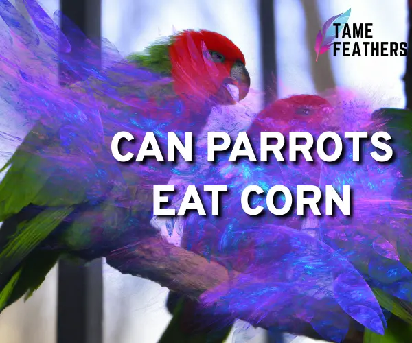 can parrots eat corn