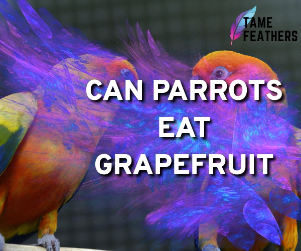 can parrots eat grapefruit