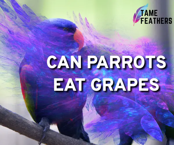 can parrots eat grapes
