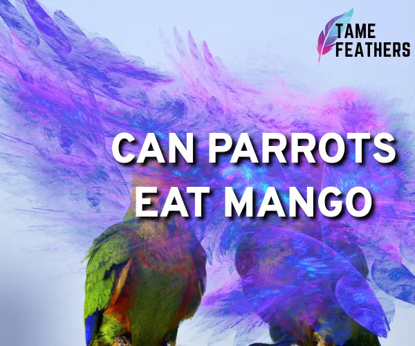 can parrots eat mango