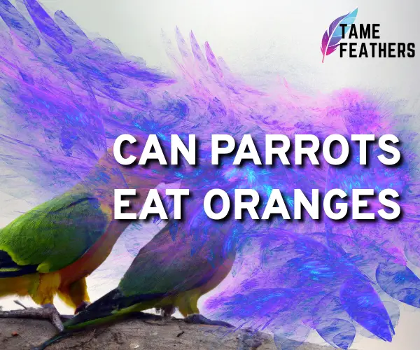 can parrots eat oranges