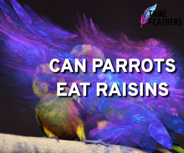 can parrots eat raisins