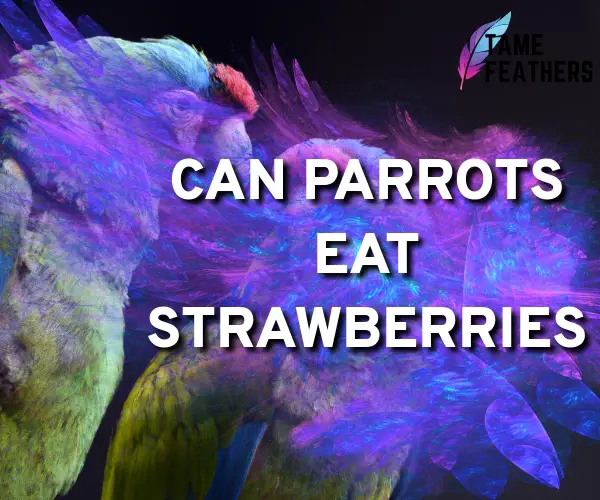 can parrots eat strawberries
