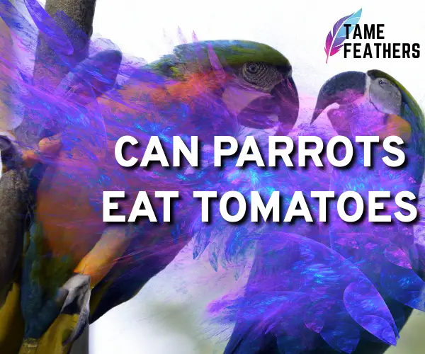 can parrots eat tomatoes