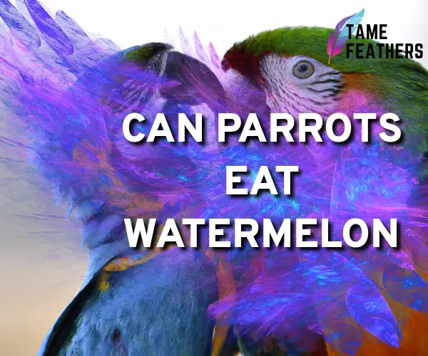 can parrots eat watermelon