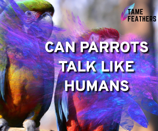 can parrots talk like humans