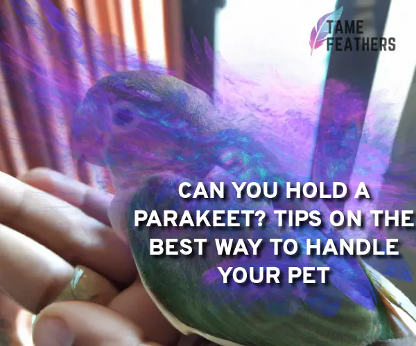 can you hold a parakeet