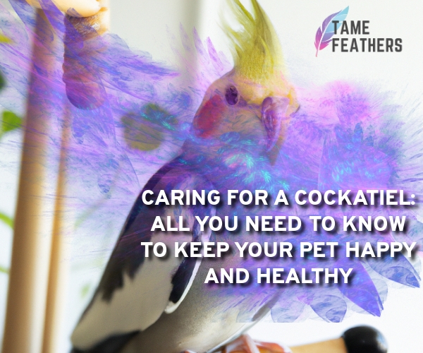 Caring For A Cockatiel: All You Need To Know To Keep Your Pet Happy and Healthy
