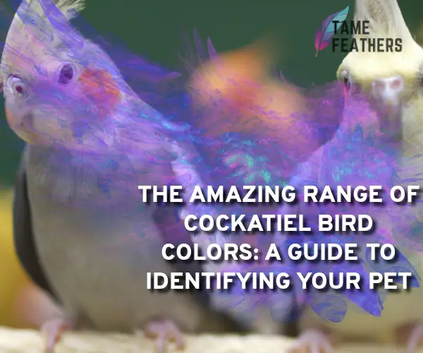 cockatiel bird colors