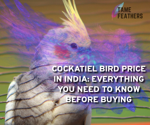cockatiel bird price in india