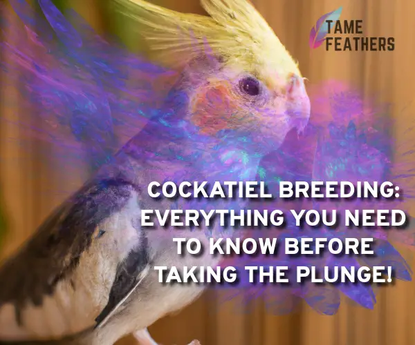 cockatiel breeding