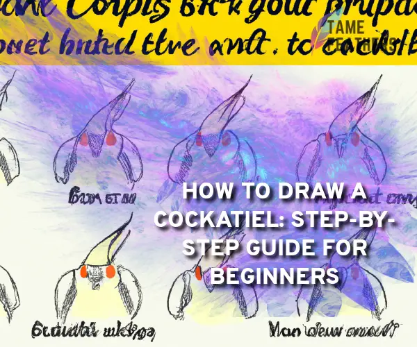 cockatiel drawing