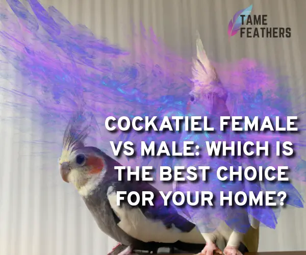 cockatiel female