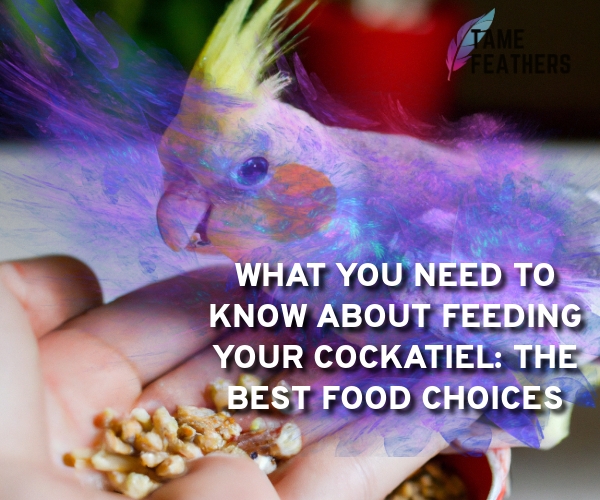 What You Need To Know About Feeding Your Cockatiel: The Best Food Choices and Feeding Habits