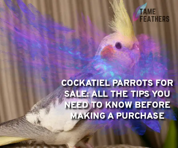 cockatiel parrots for sale